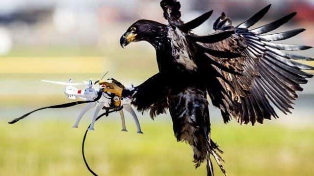 Orly na lov dronov holandskou políciou zrejme končia