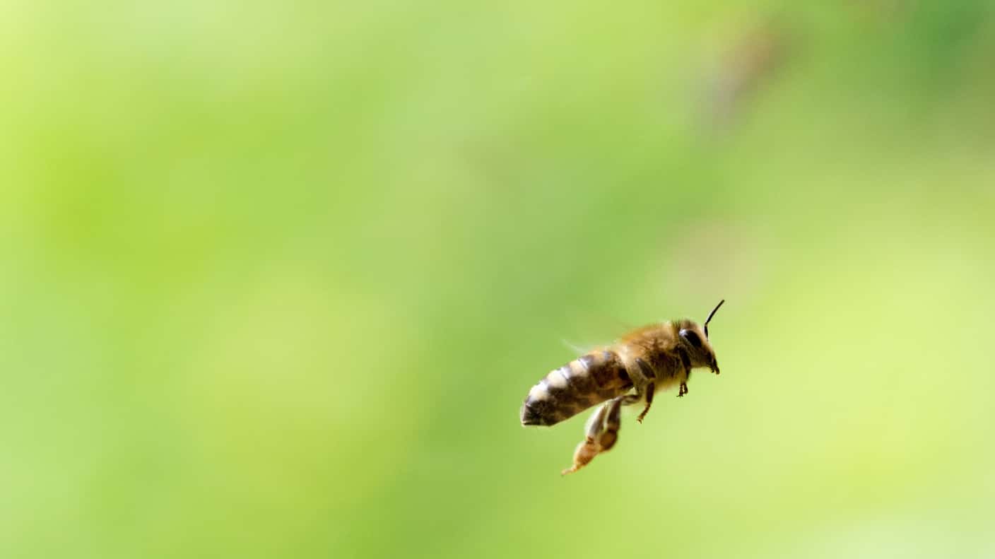 Bee Smarter: Lenovo a Živica podporujú Mestské včely